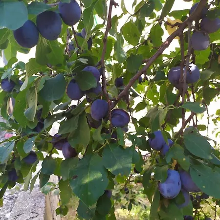 Mostar House Appartamento Prigradani